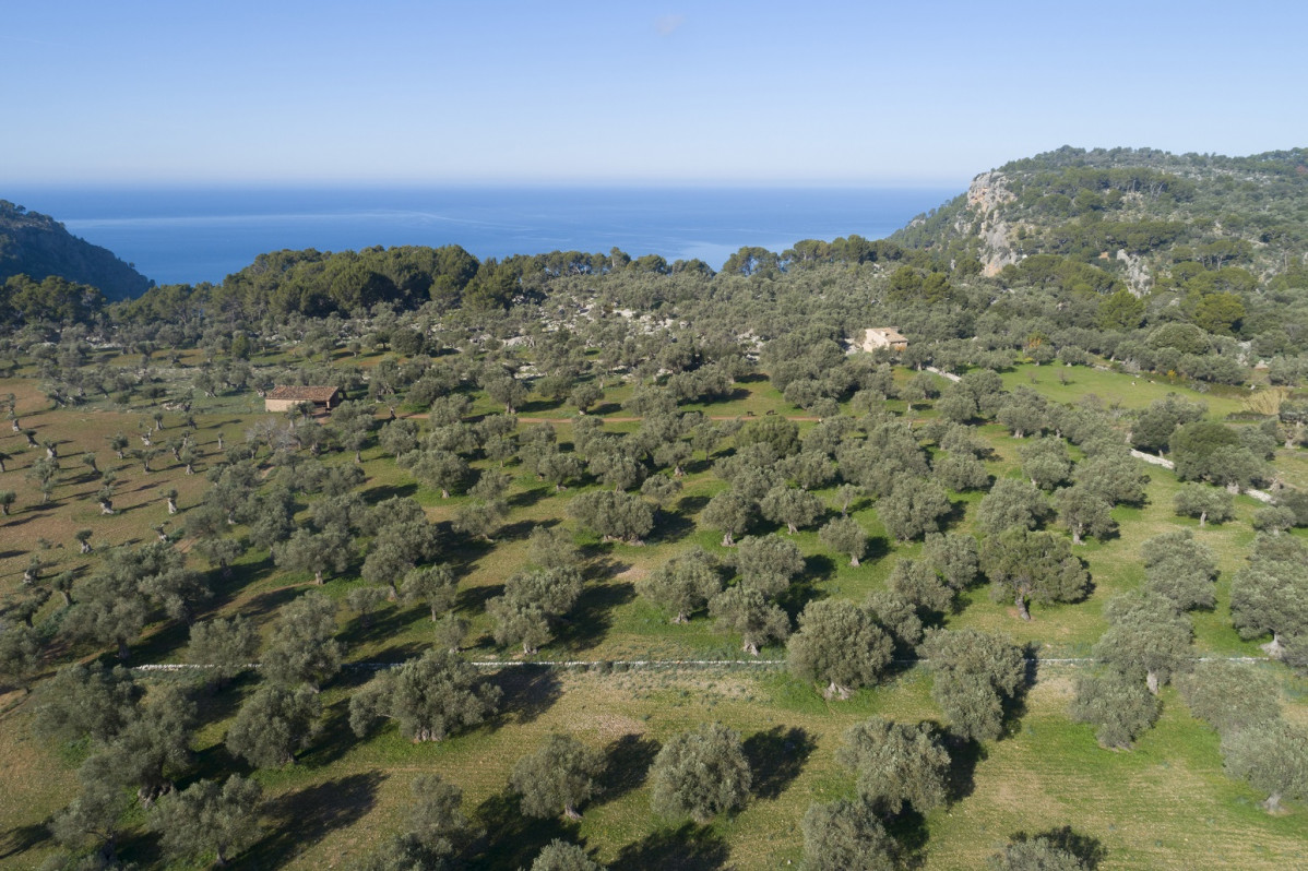 Olivos, Serra tramuntana