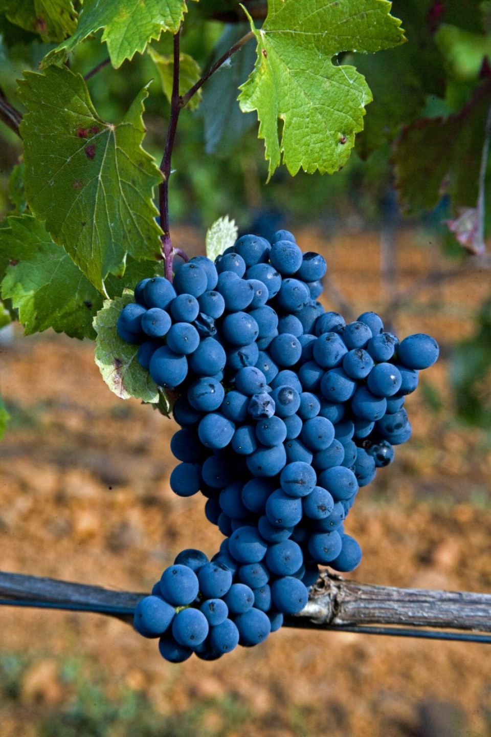 Detalle de un racimo de uvas de la variedad Prieto Picudo