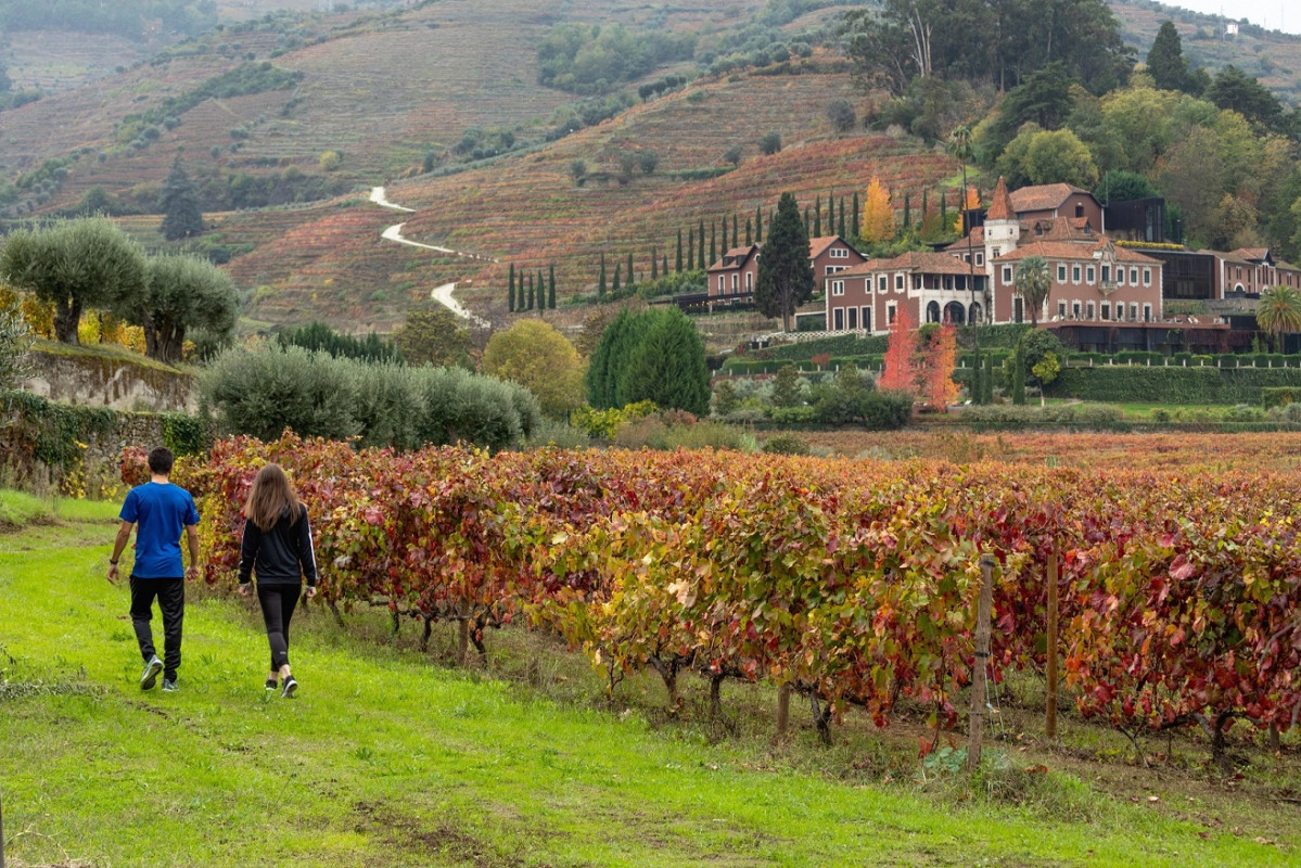 Vineyard Walk [8890  baja]