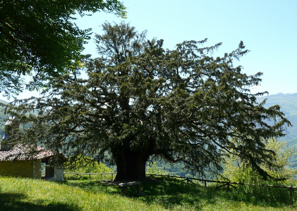 Texu de Bermiego, Asturias