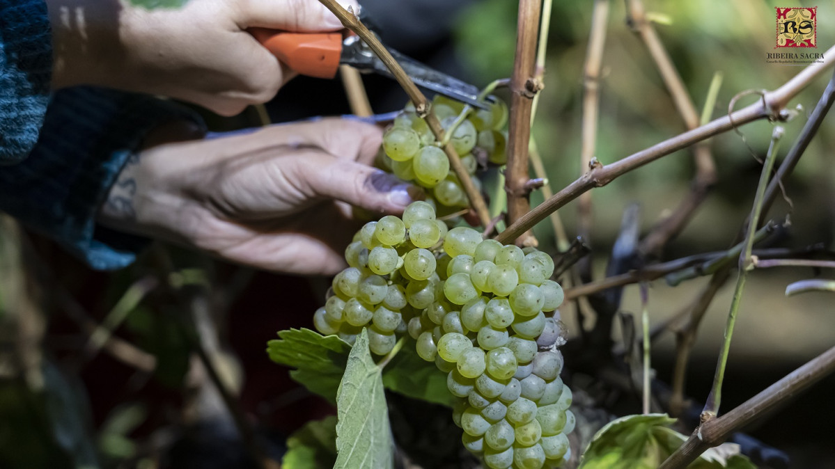 Vendimia Ribeira Sacra 2022