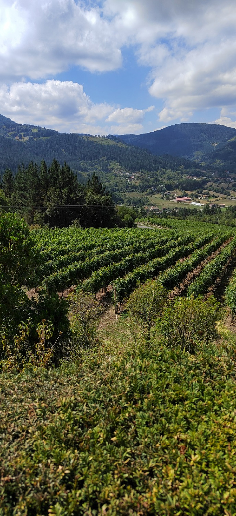 Bodegas en el restaurante Garena