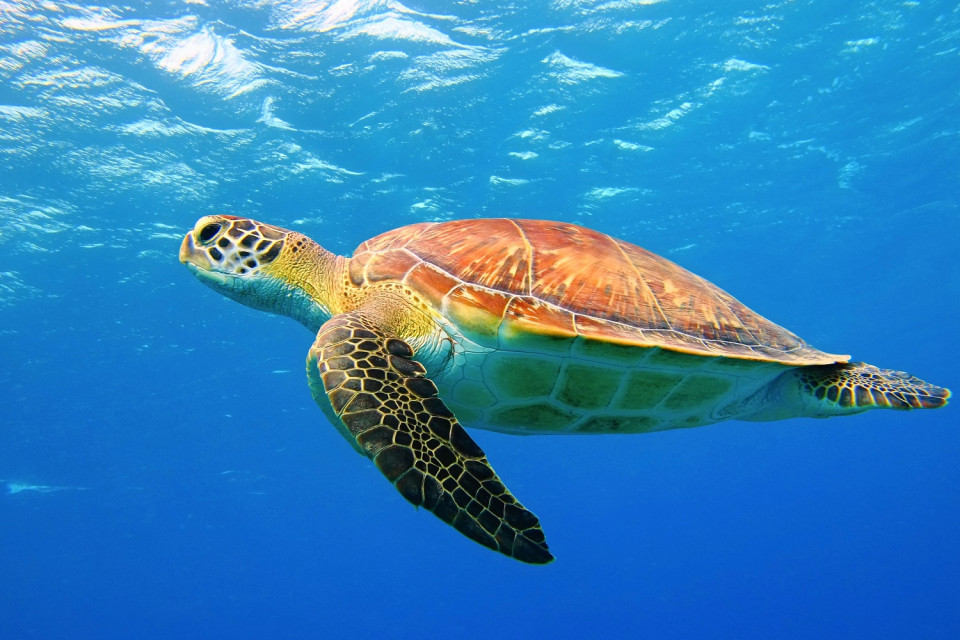 Totuga Caretta, Antalya