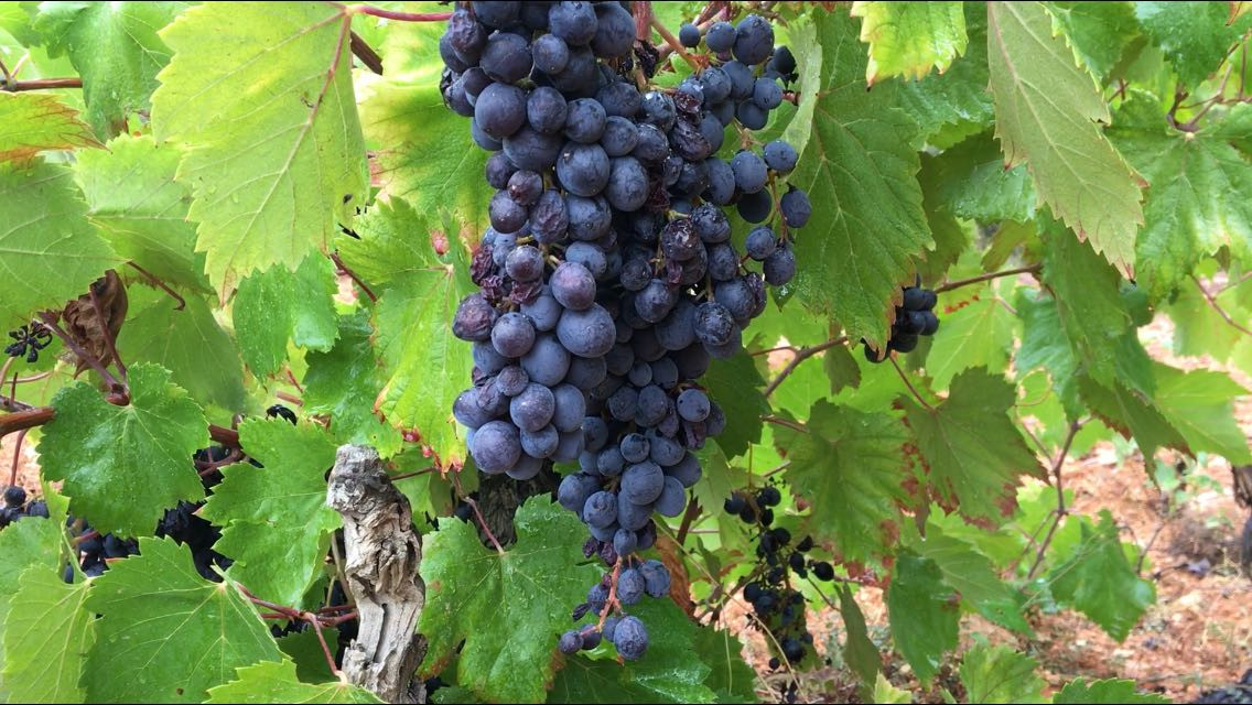 Uvas sin tratamiento que se usaru00e1n para hacer vinos naturalesu2026