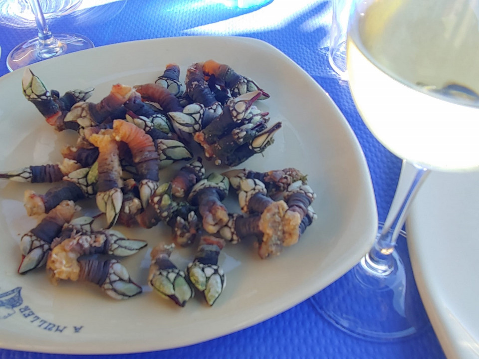 Percebes, en una tasca de Bares