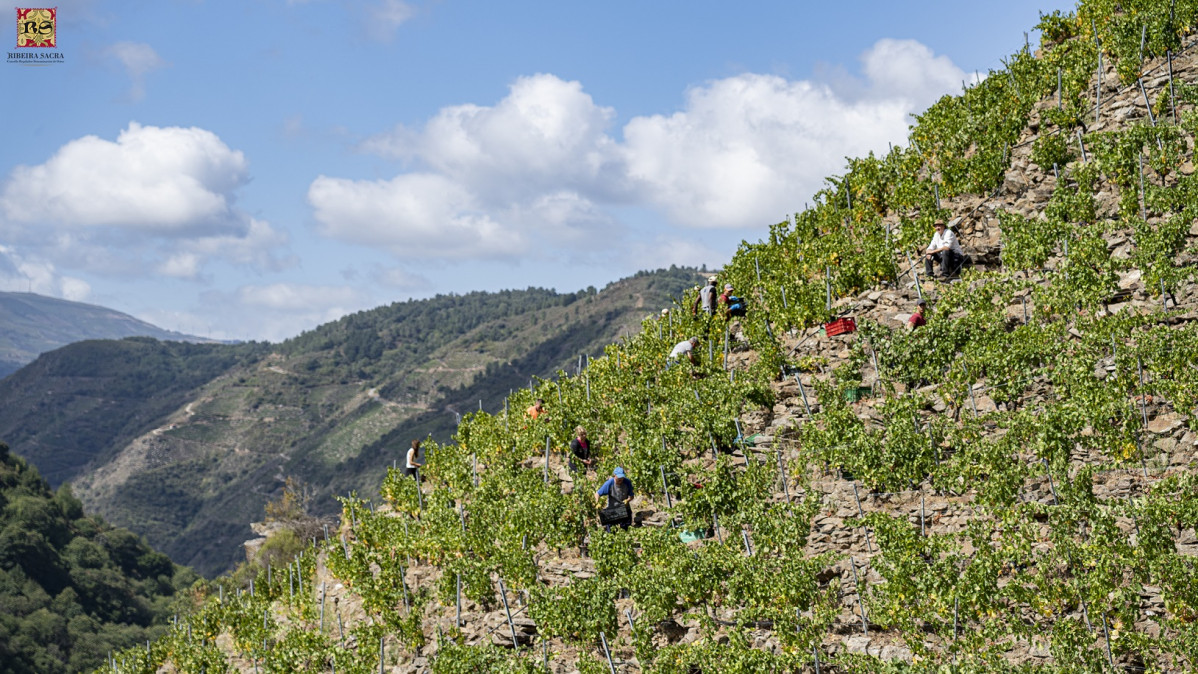 VENDIMIA Ribeira Sacra 2020