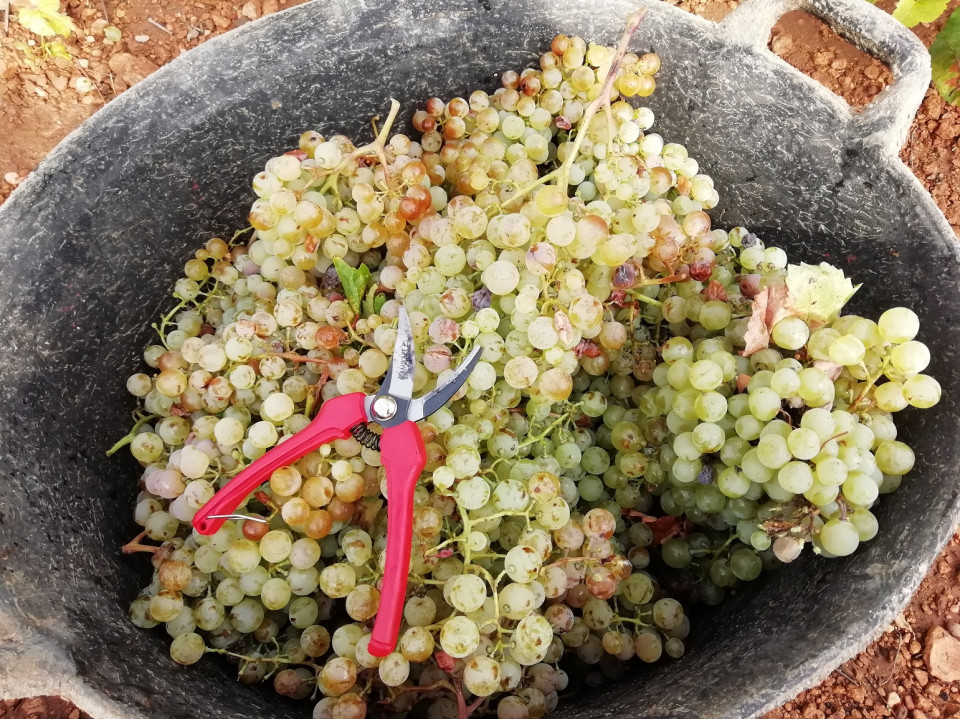 Ruta Vino de la Mancha, Vendimia