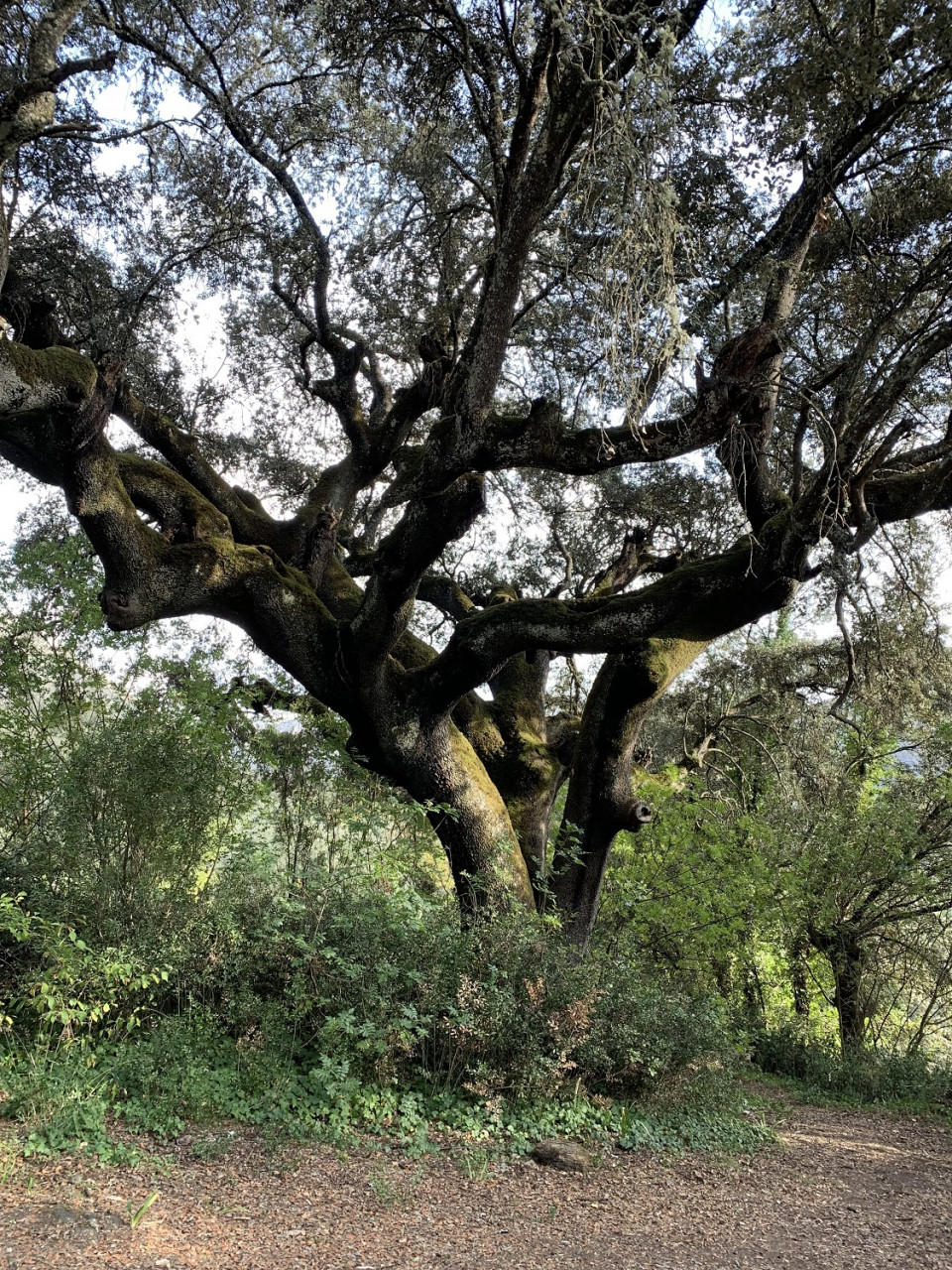 Encina centenaria, en el Parque Natural de la Encina de la Lastra