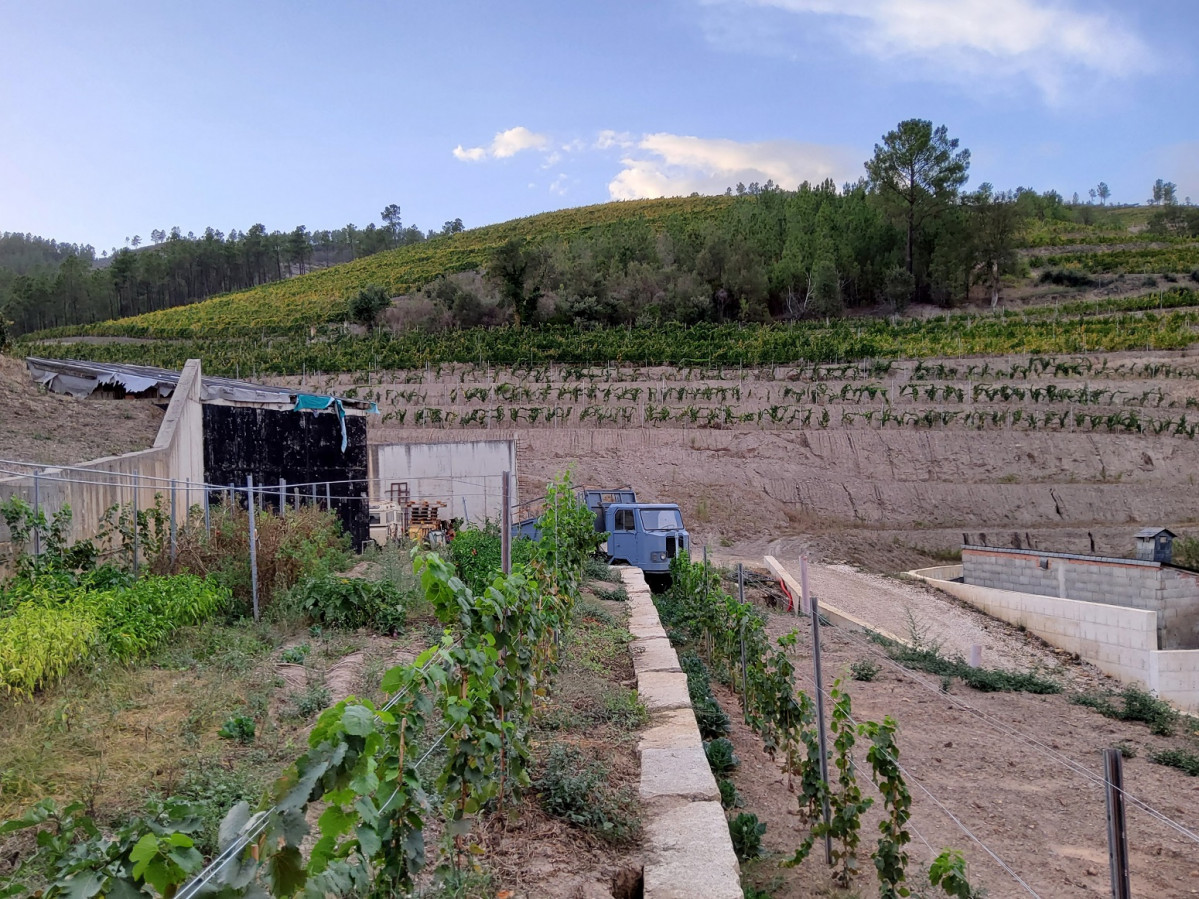 Viu00f1edos y nuevas plantaciones de Bodegas Roandi