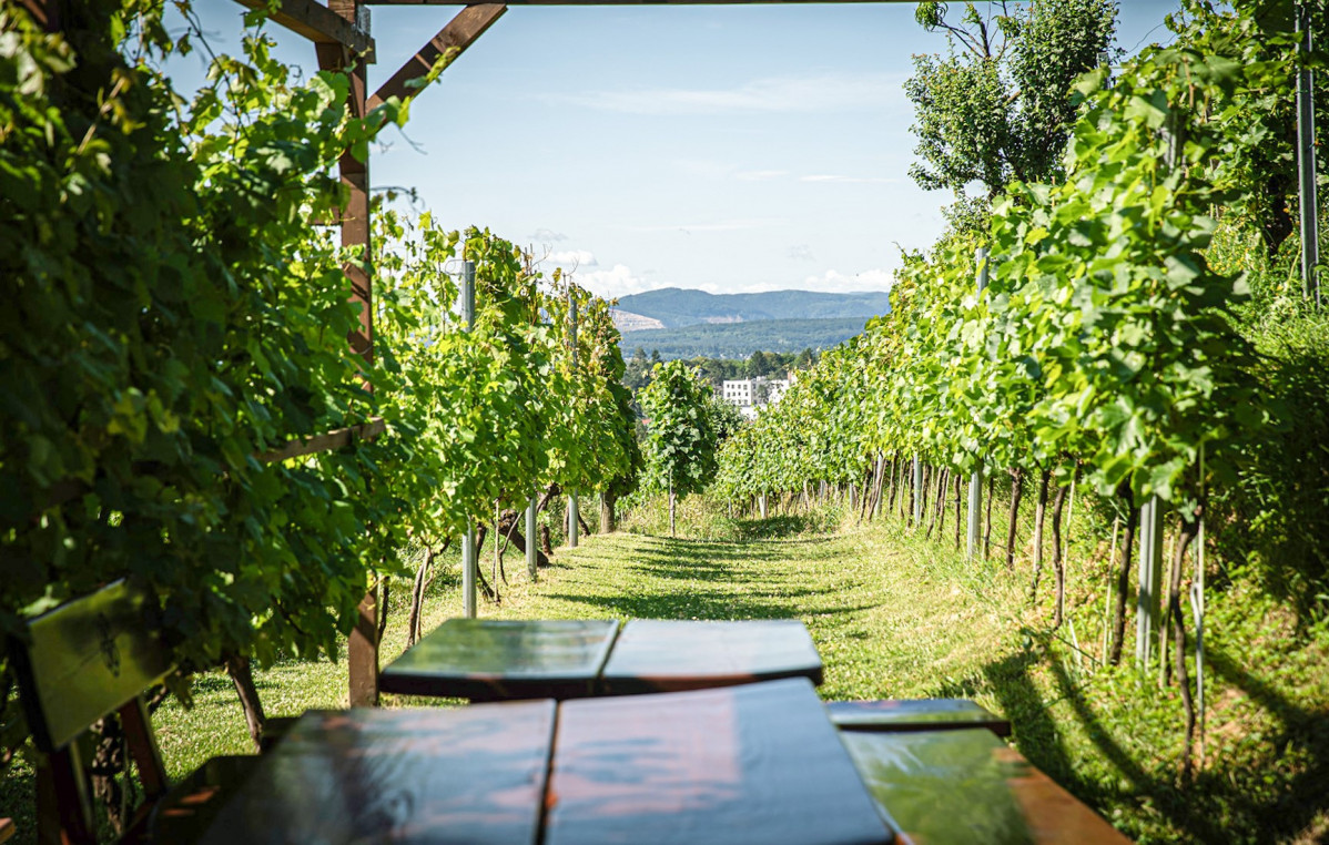 Viena, entre parras de vino