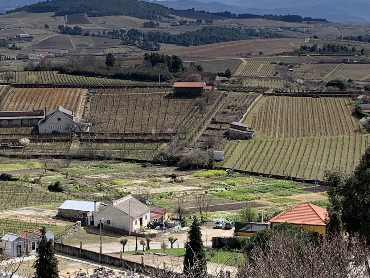 Panoru00e1mica de los viu00f1edos de Aliju00f3, desde la Bodega Quinta de Avesseda