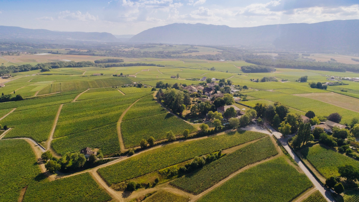 Viu00f1edos de Bodega Domaine des Roches