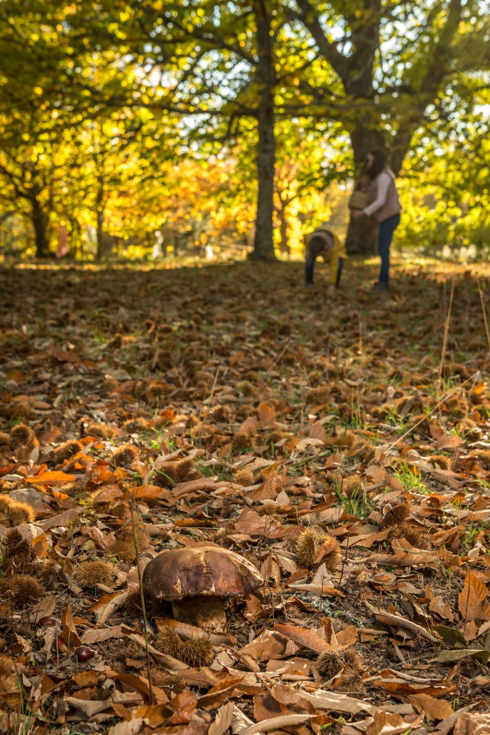 OTOÑO SALAMANCA  SETAS 4