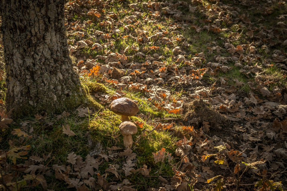 OTOÑO SALAMANCA  SETAS 11