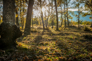 OTOÑO SALAMANCA  SETAS 32