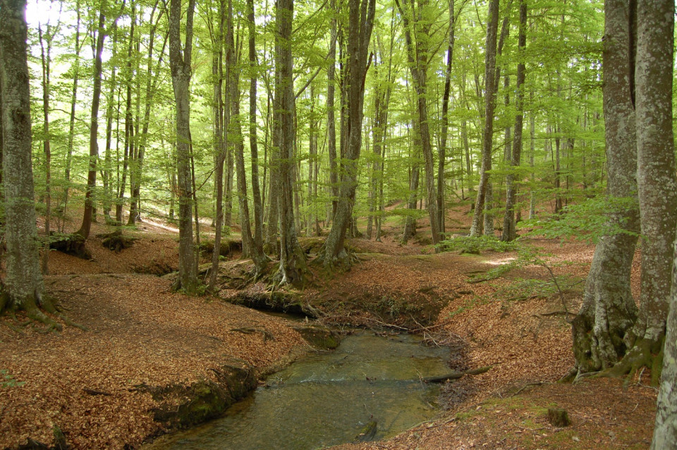 Bajauri, Burgos