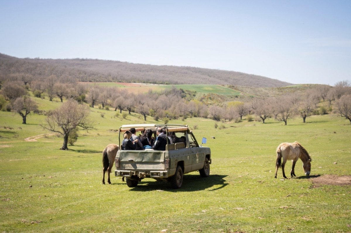 Safari, Burgos