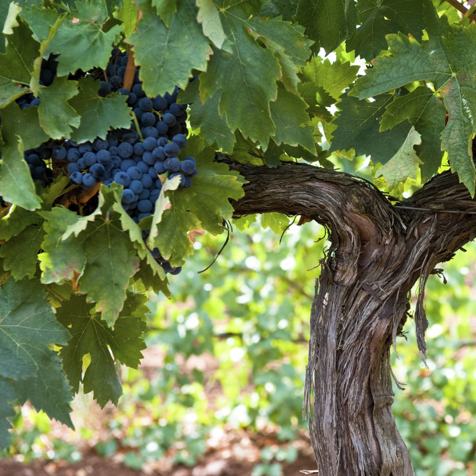 Parra, Ruta del Vino y el Cava del Guadiana