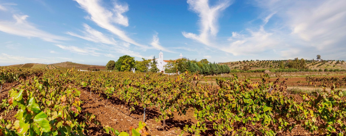 Ruta del Vino y el Cava del Gudiana