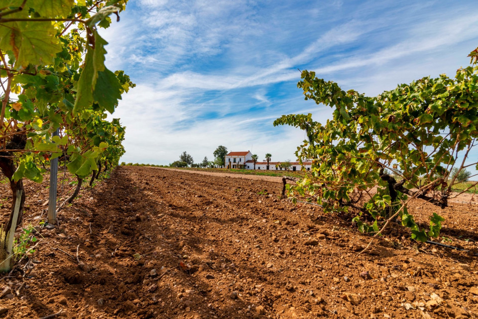 Ruta del Vino y el Cava del Gudiana, 4