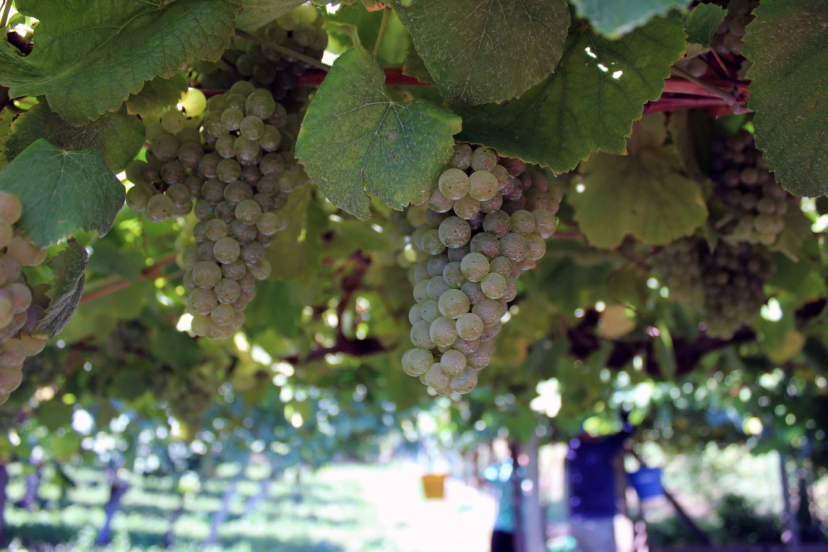 Uvas