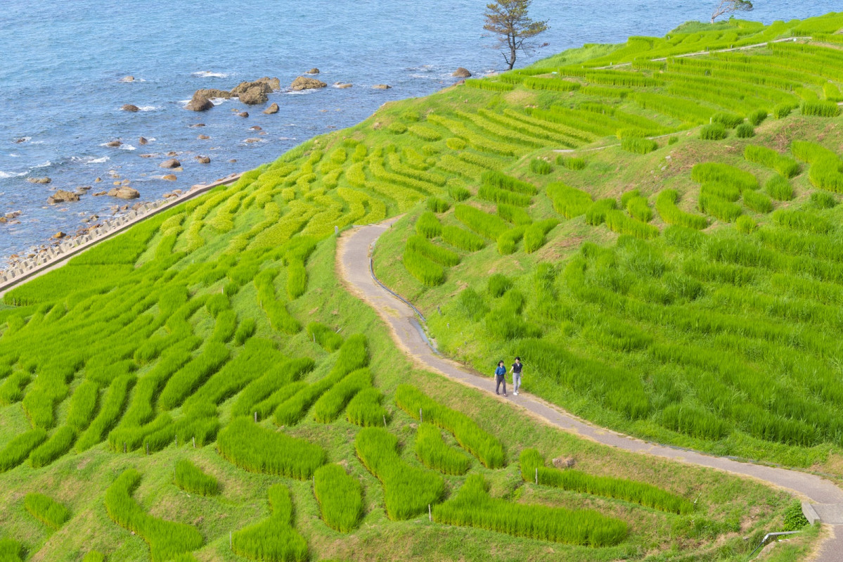 Wajima Senmaida Rice Terrace in Noto u00a9 Ishikawa Prefecture Tourism League