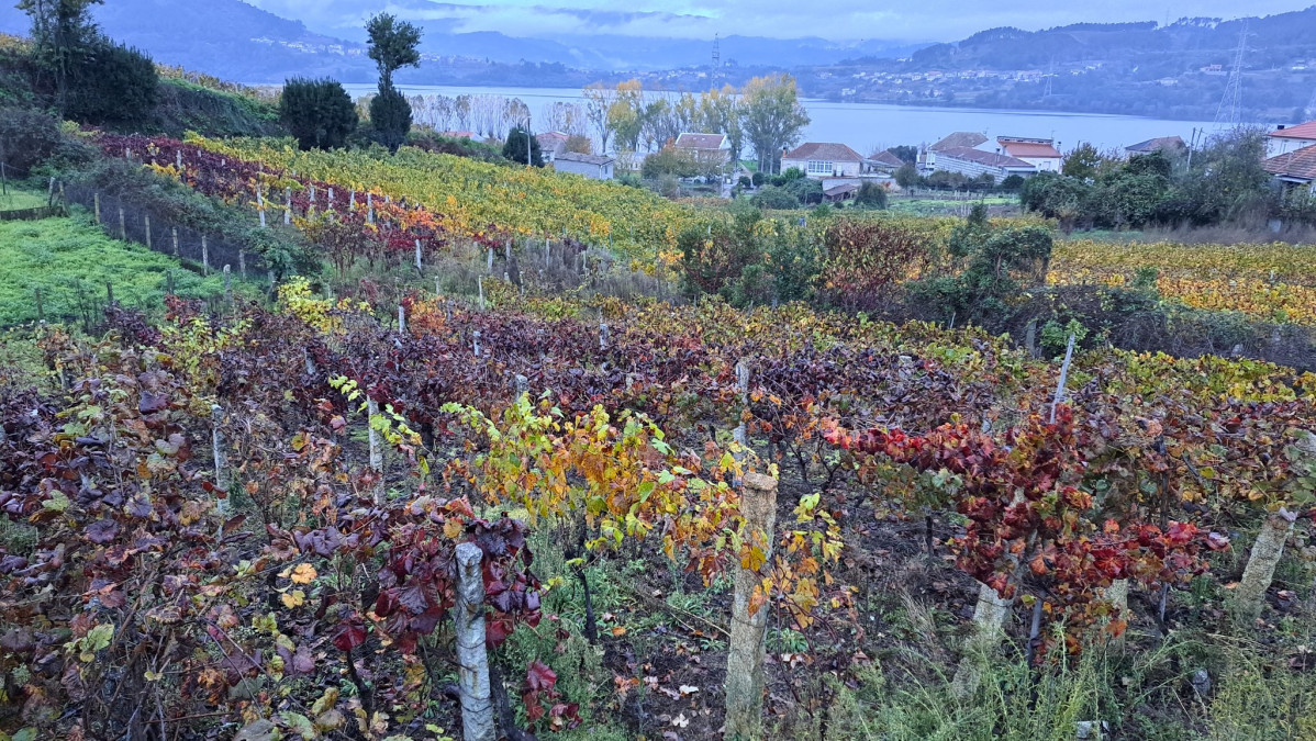 Paisajes del Ribeiro 7