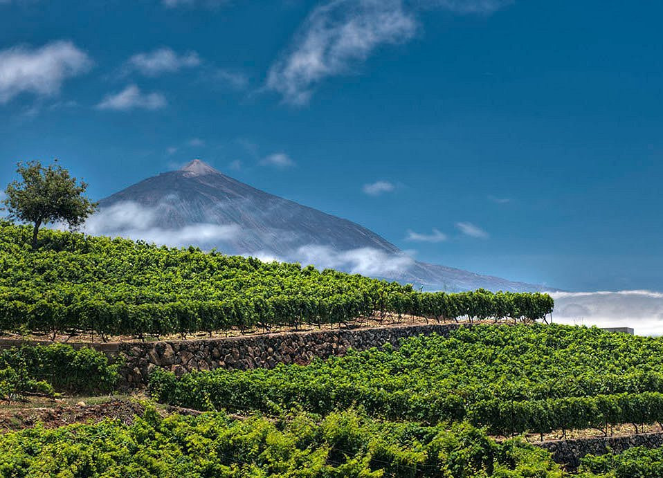 Teide y vinas