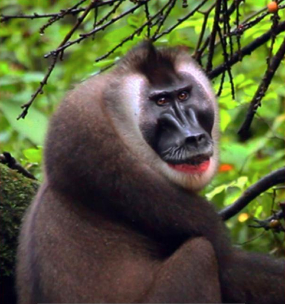 Cultura y Naturaleza en Guinea