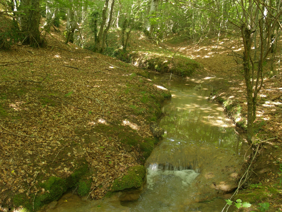 Bosques de Obu00e9curi y Bajauri , Bu