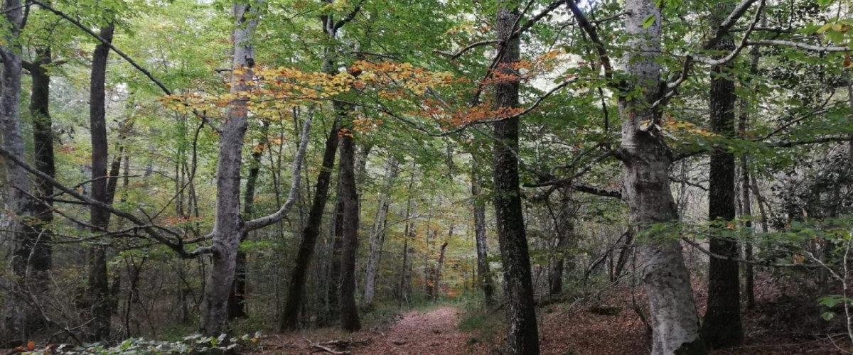 Bosque de  Obu00e9curi y Bajauri