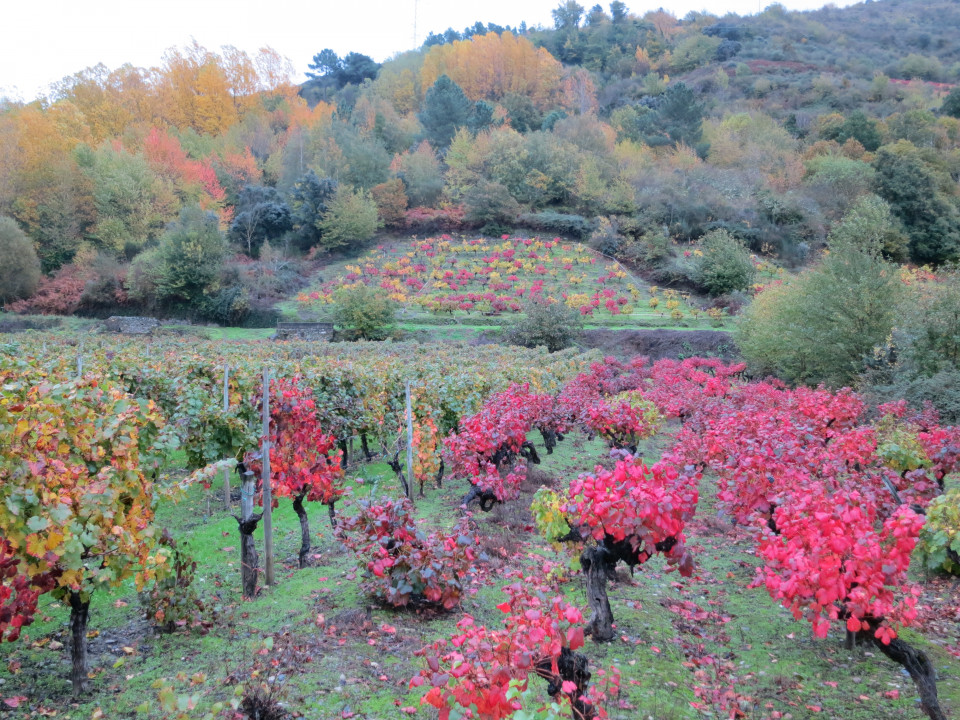 Valdeorras, Outono, @Aurentino Alonso