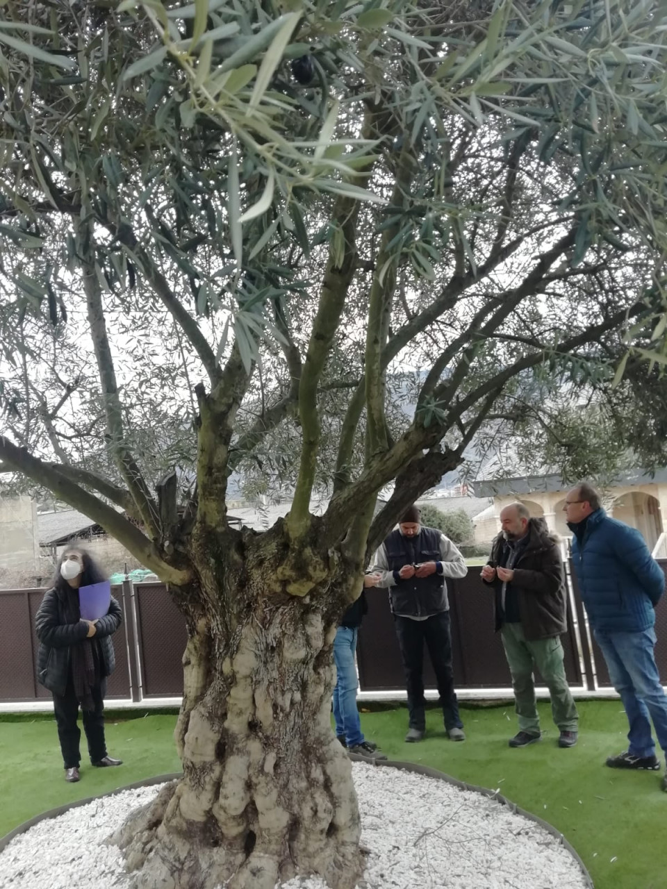 Observando la evolucion del Olivo