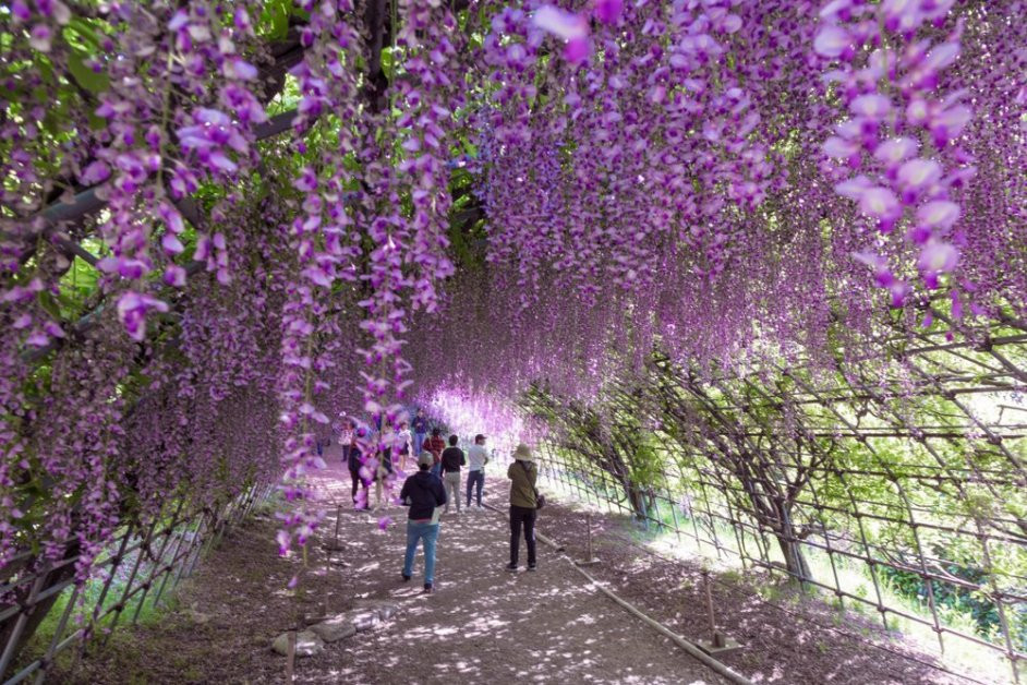 Fukuoka kawachi fujien wisteria garden 213639