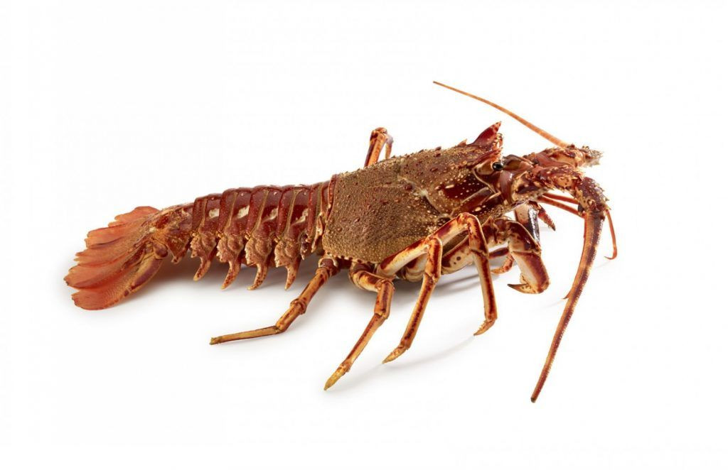 Langosta 1024x662