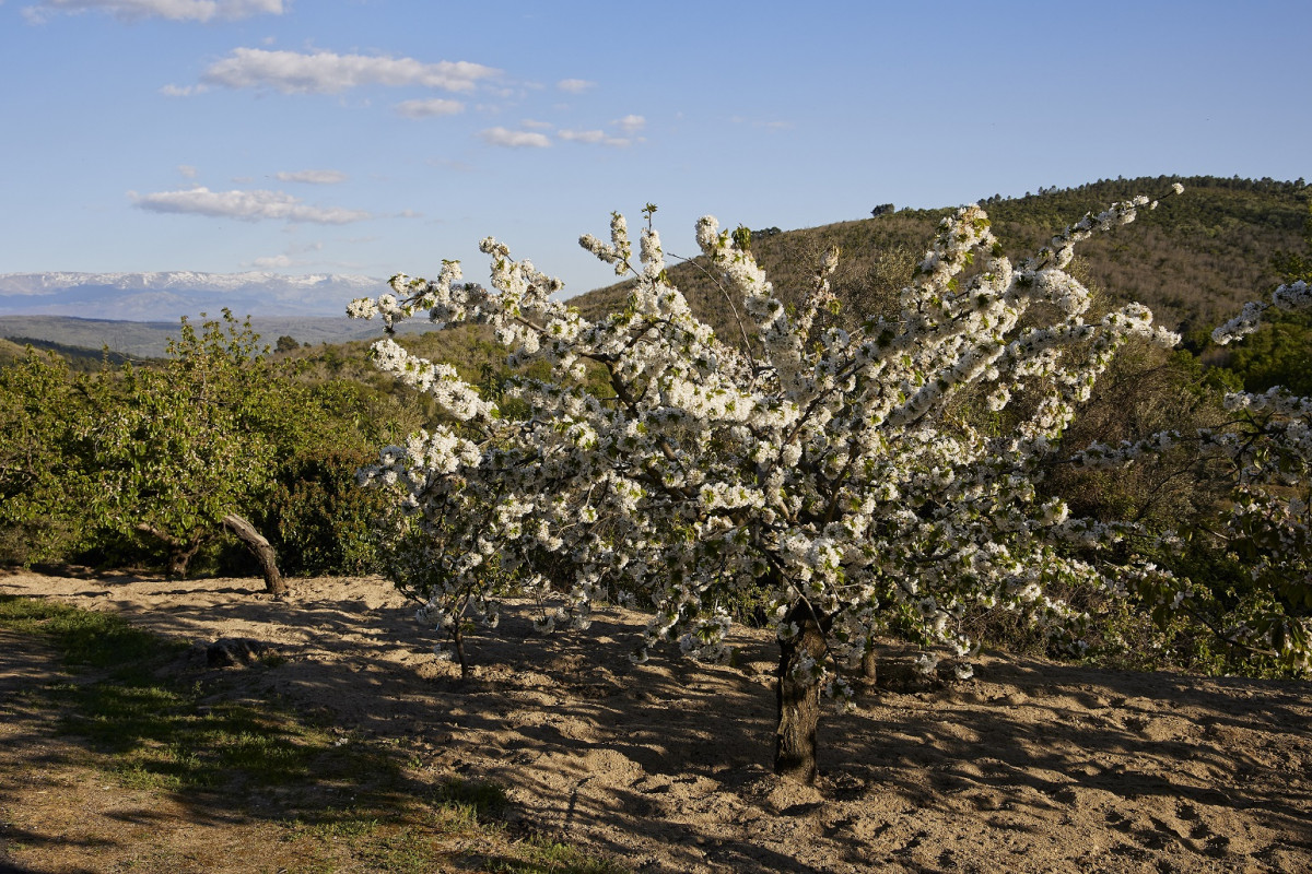 Madroñal 2 @javierprietogallego (1)