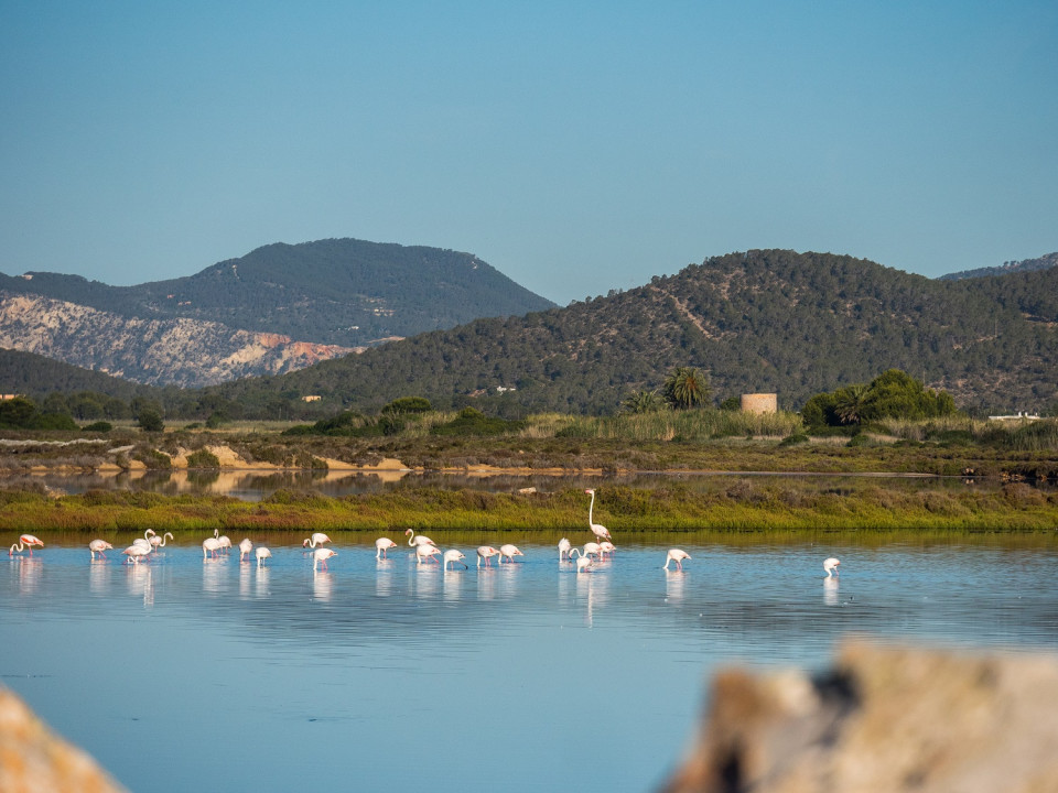 Ibiza, Flamencos