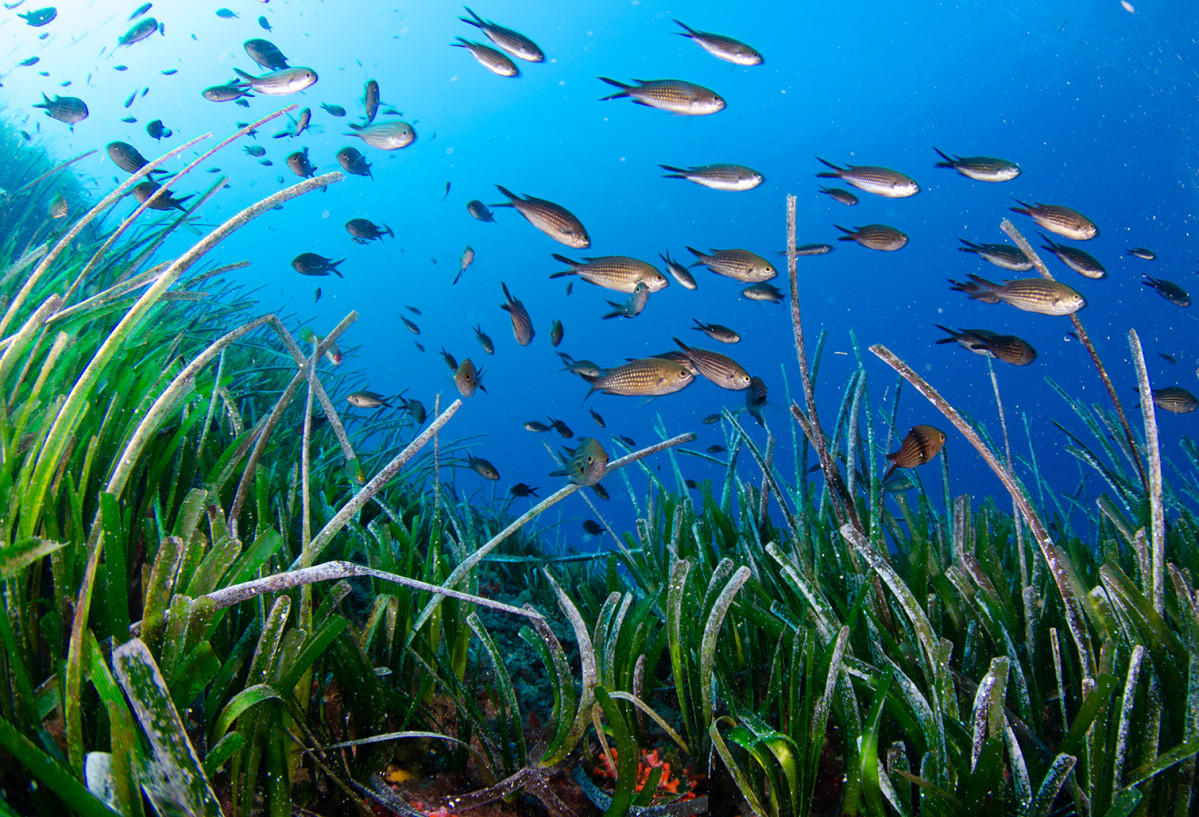 09 Formentera    Posidonia Oceu00e1nica