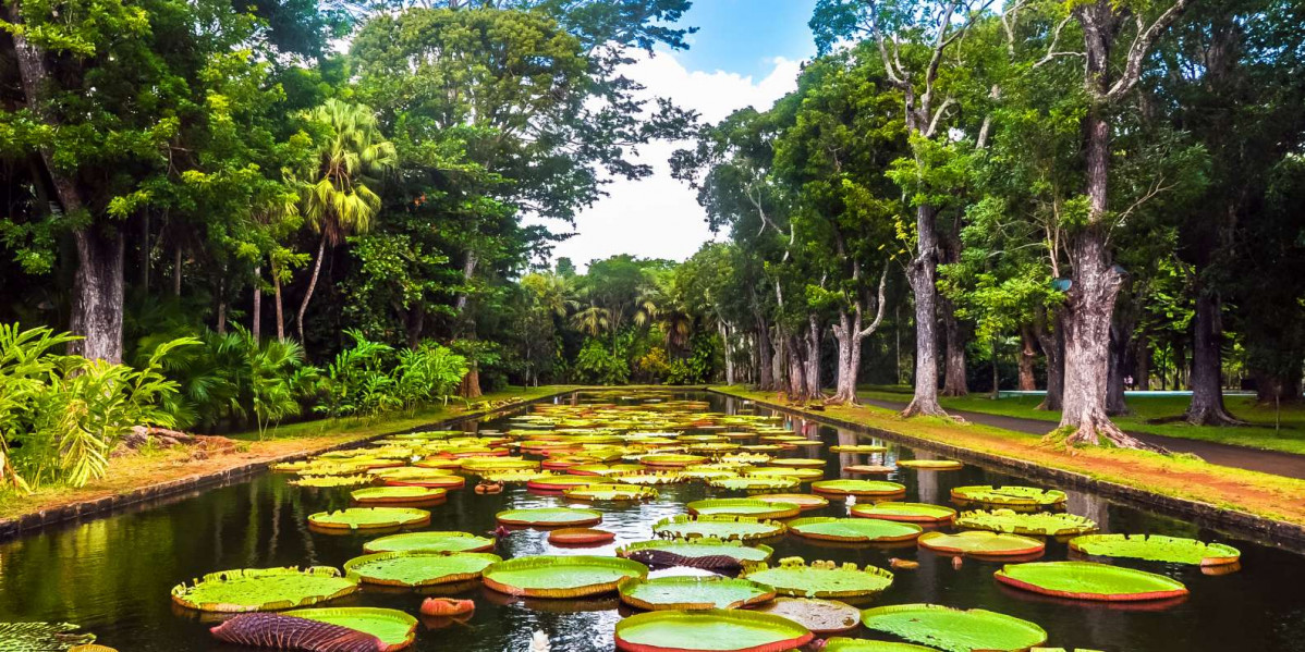 Mauritius Jardin Botu00e1nico Pamplemousses