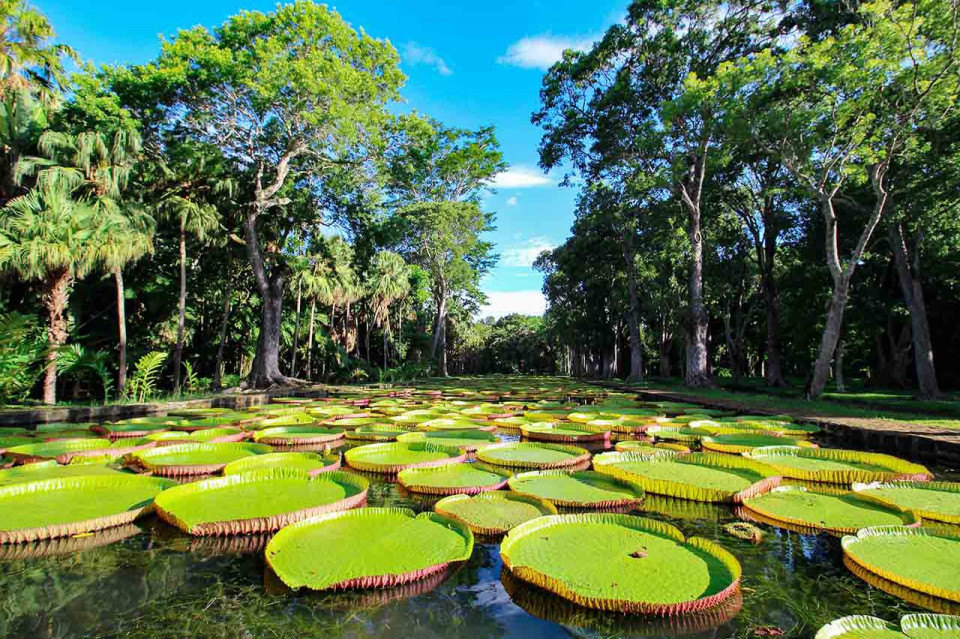 Mauricio Isla, Jardín Botanico Pamplemousses