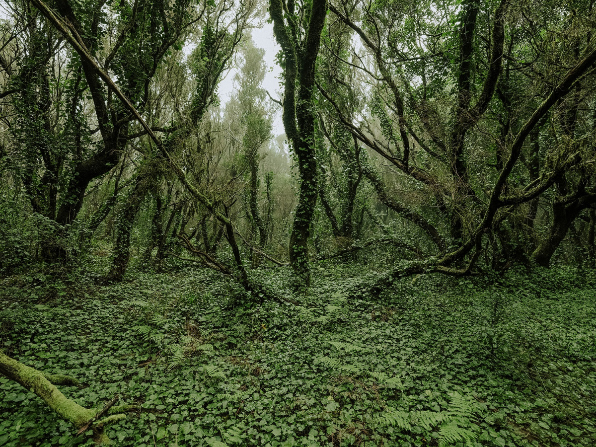 Naturaleza de La Laguna