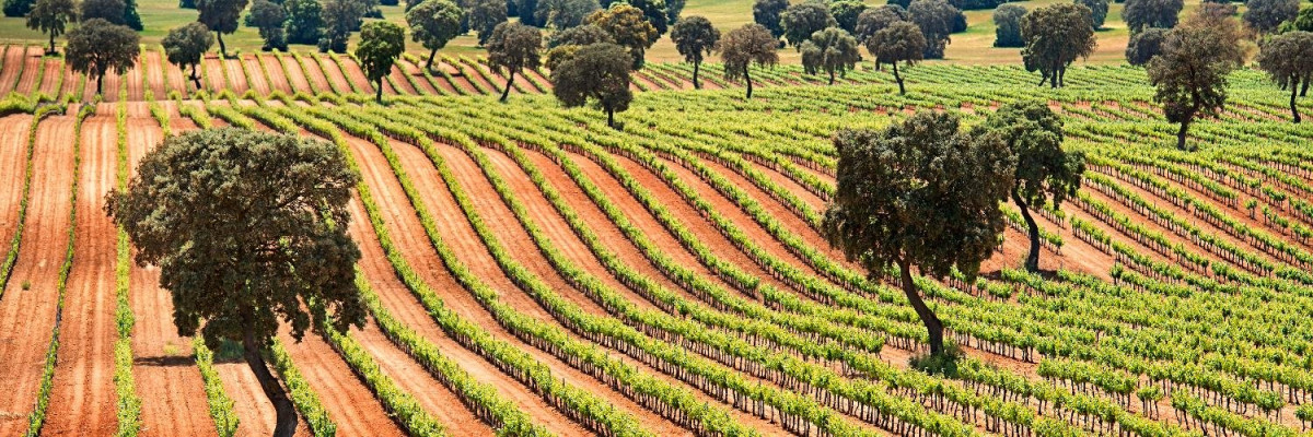 BODEGAS Y VINEDOS FONTANA