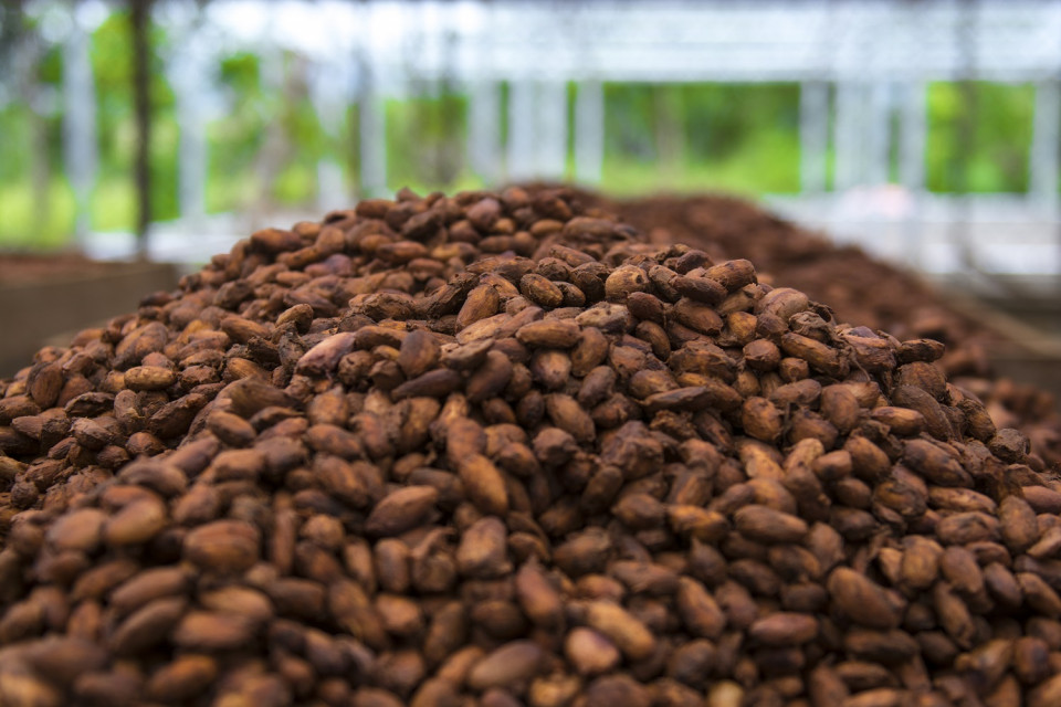 Cacao, Nicaragua 1