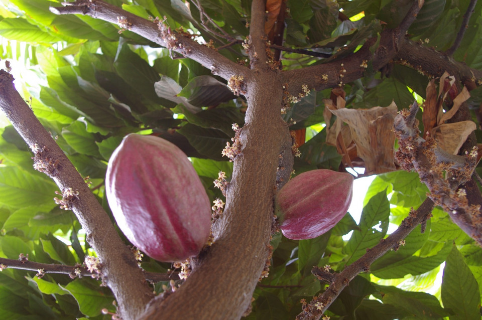 Planta de Cacao, Nicaragua