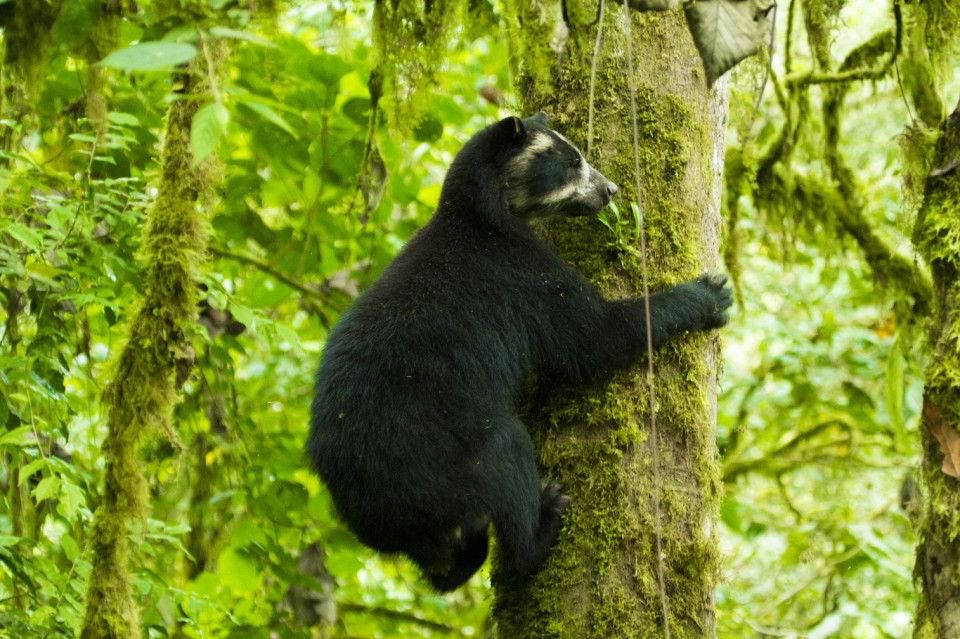Maqui Oso, foto Andres Leon