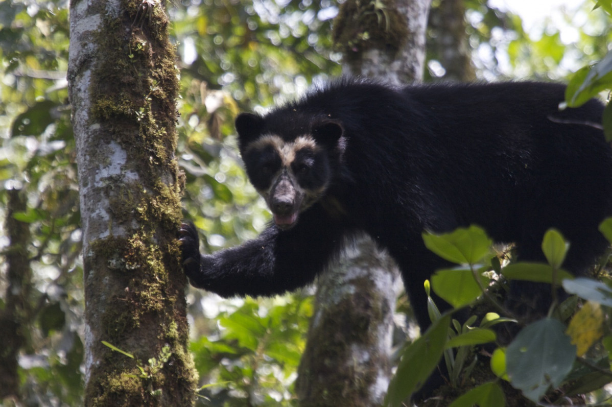 Oso de Anteojos, Foto Santiago Molina