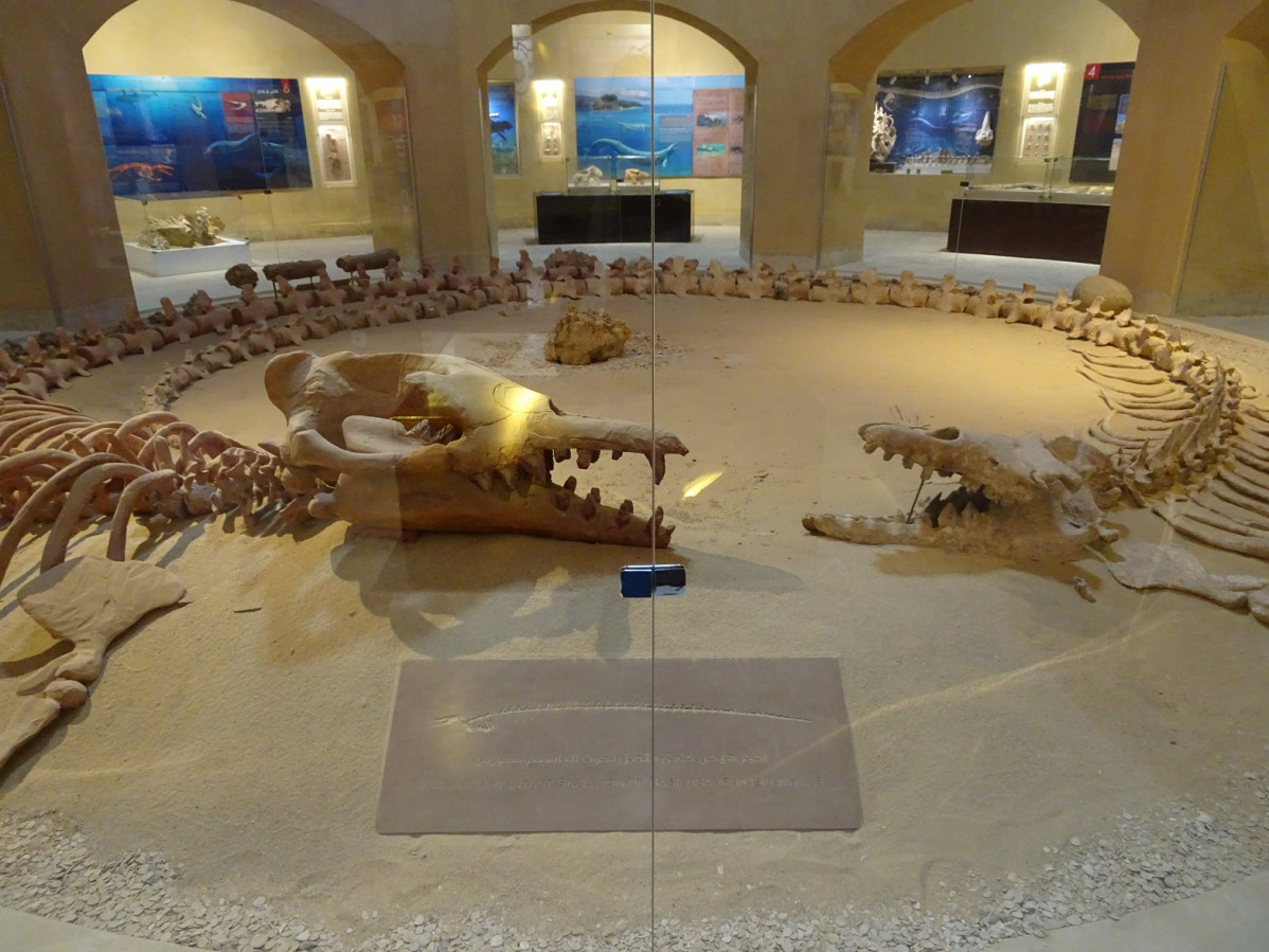 Wadi Al Hitan, o Valle de las Ballenas, Museum 271221 15