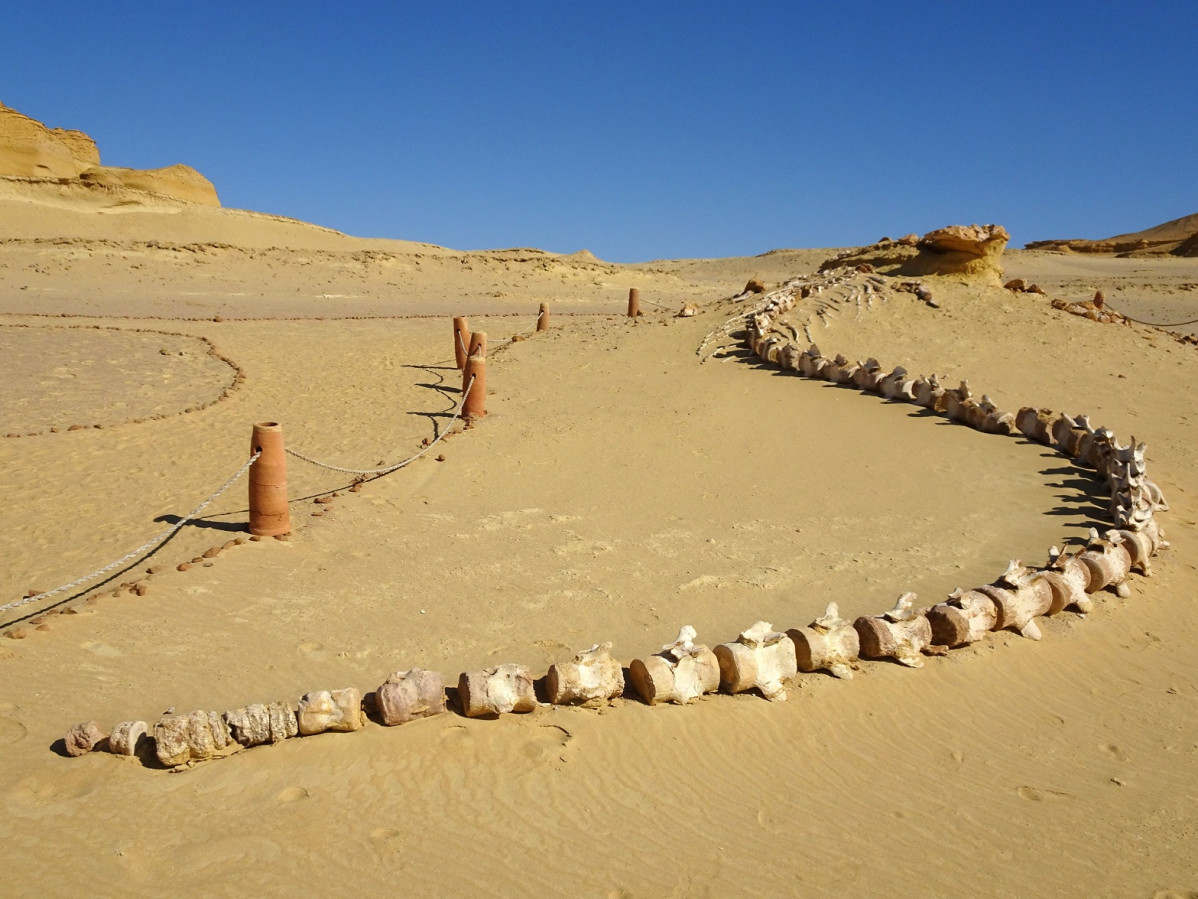 Wadi Al Hitan, o Valle de las Ballenas, 271221 ar 16