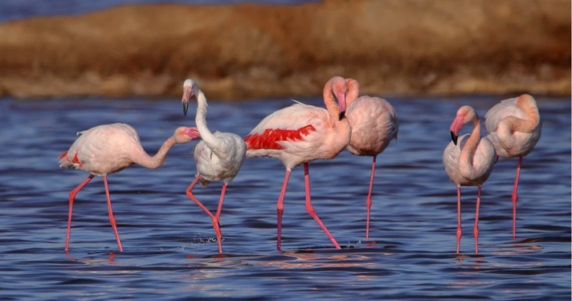 Flamencos rosa (Phoenicopterus roseus) en las marismas de Dou00f1ana.