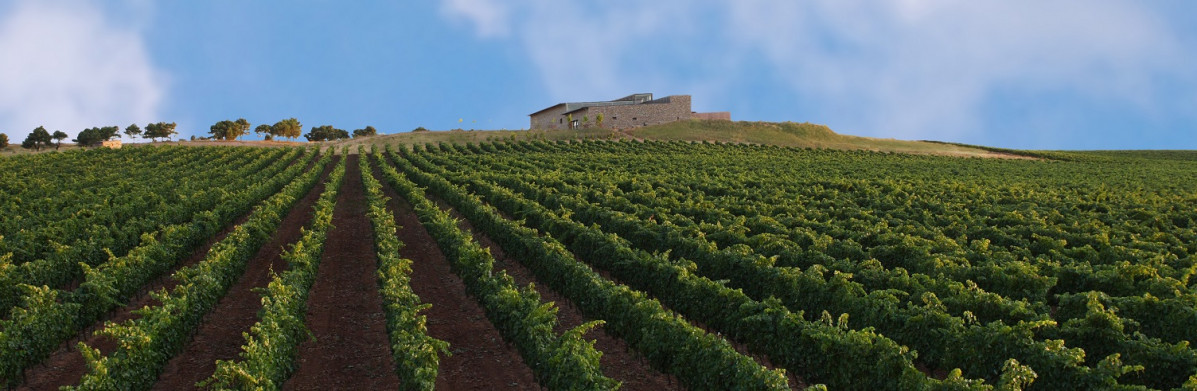 Viñas y bodegas Buezo